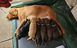 Sprocker dogs for sale: Cocker spaniel x english springer spaniel  - Image 16