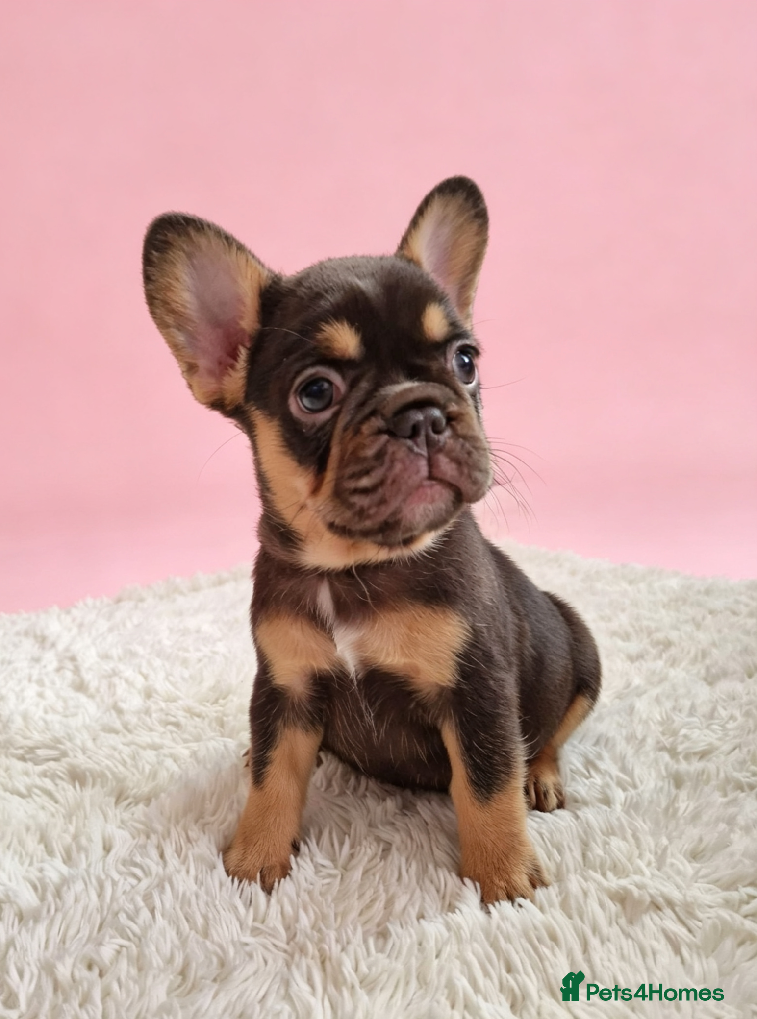French Bulldog dogs ⭐️Coco&Nero⭐️   Ready Now! - Advert 2