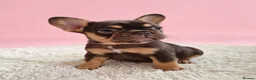 French Bulldog dogs for sale: 🌟REDUCED🌟only one girl and one boy left - Advert 28