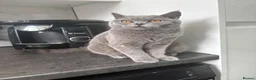 Brazilian Shorthair cats for sale: British short hair in Leeds - Advert 10