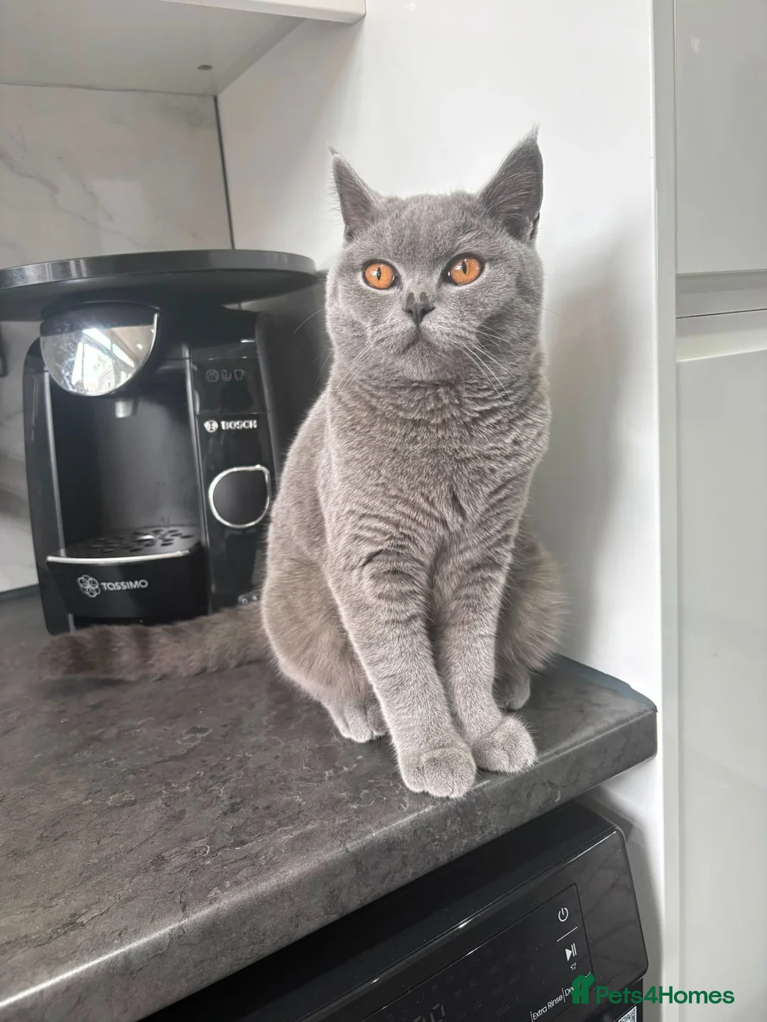 Brazilian Shorthair cats for sale: British short hair in Leeds - Advert 10