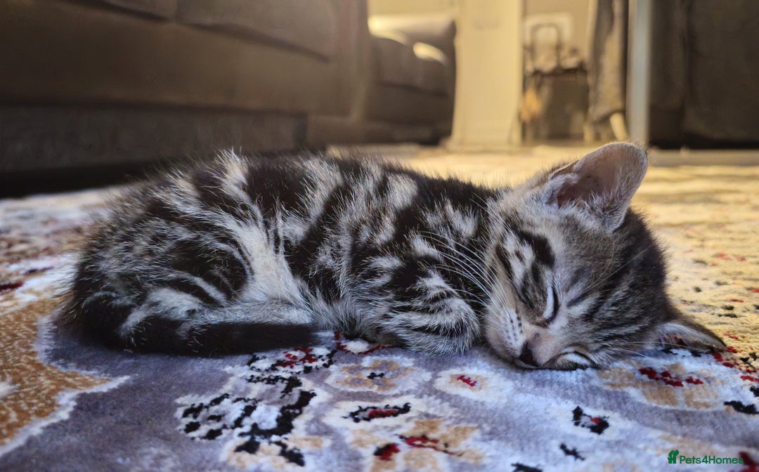 Domestic Shorthair cats for sale: 1 grey tabby and 3 black shorthair kittens in London - Image 7