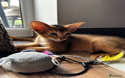 Abyssinian cats for sale: Last 3 kittens left ♥️💙 - Image 13