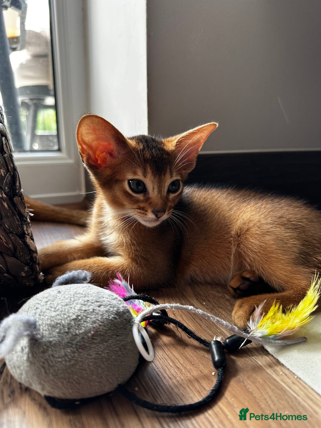 Abyssinian cats for sale: Last 3 kittens left ♥️💙 - Image 13