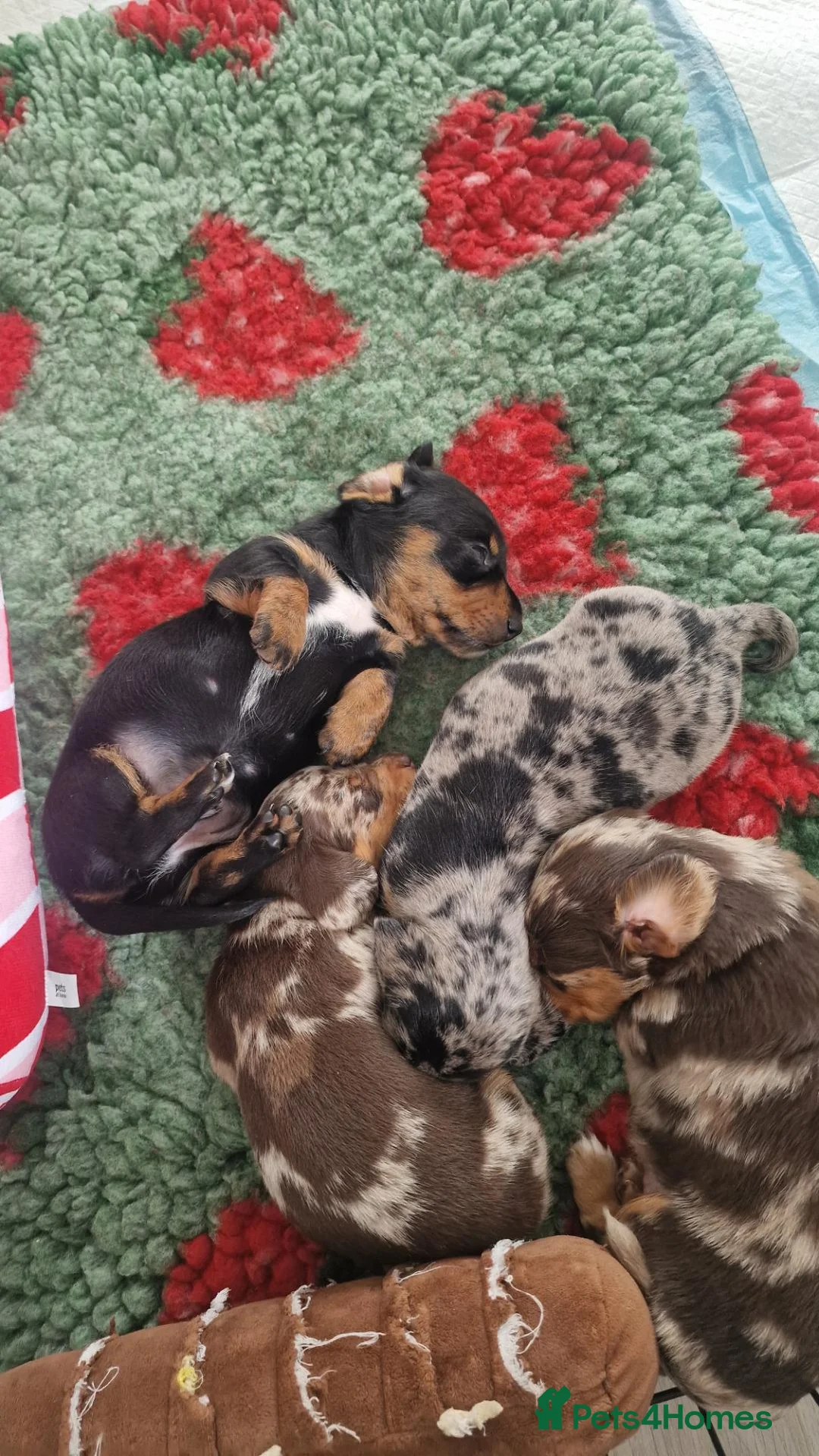 Miniature Dachshund dogs for sale: Mini dachshund puppies - Advert 2