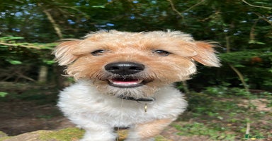 Jack Russell dogs in Bristol - Advert 12