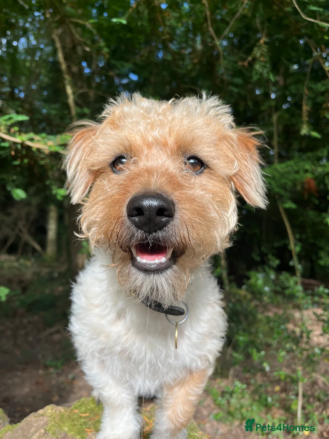 Jack Russell dogs for stud: Proven rough coated JR *REAL GEM OF A DOG* in Bristol - Advert 3