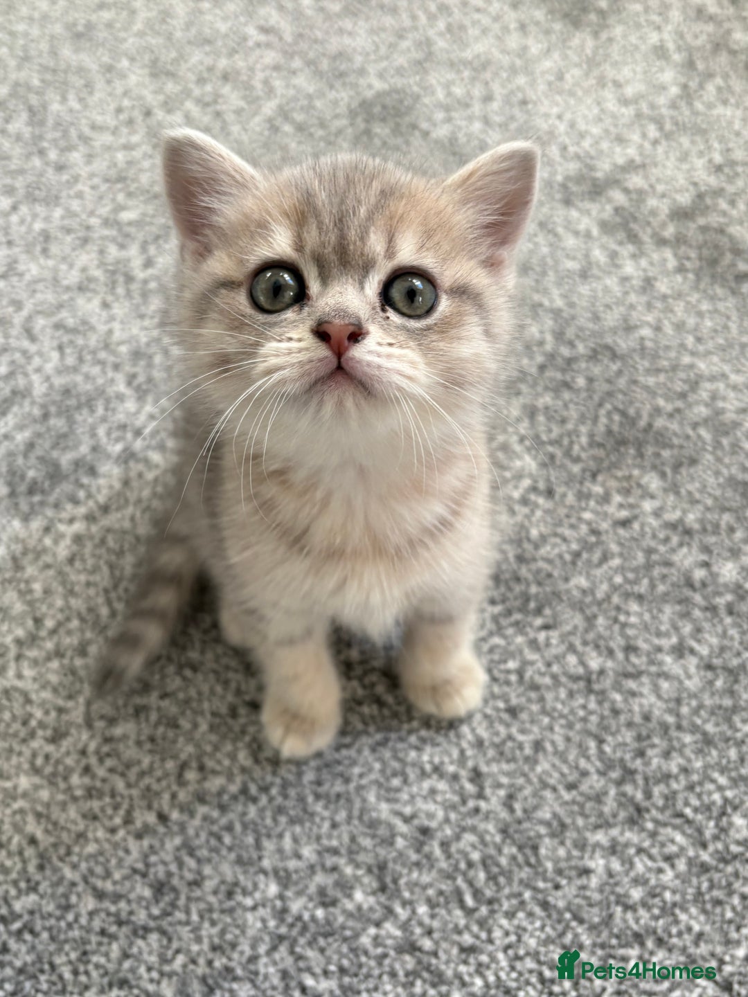 Scottish Fold cats for sale: Scottish fold kittens for sale - Advert 20