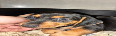 Dachshund 4