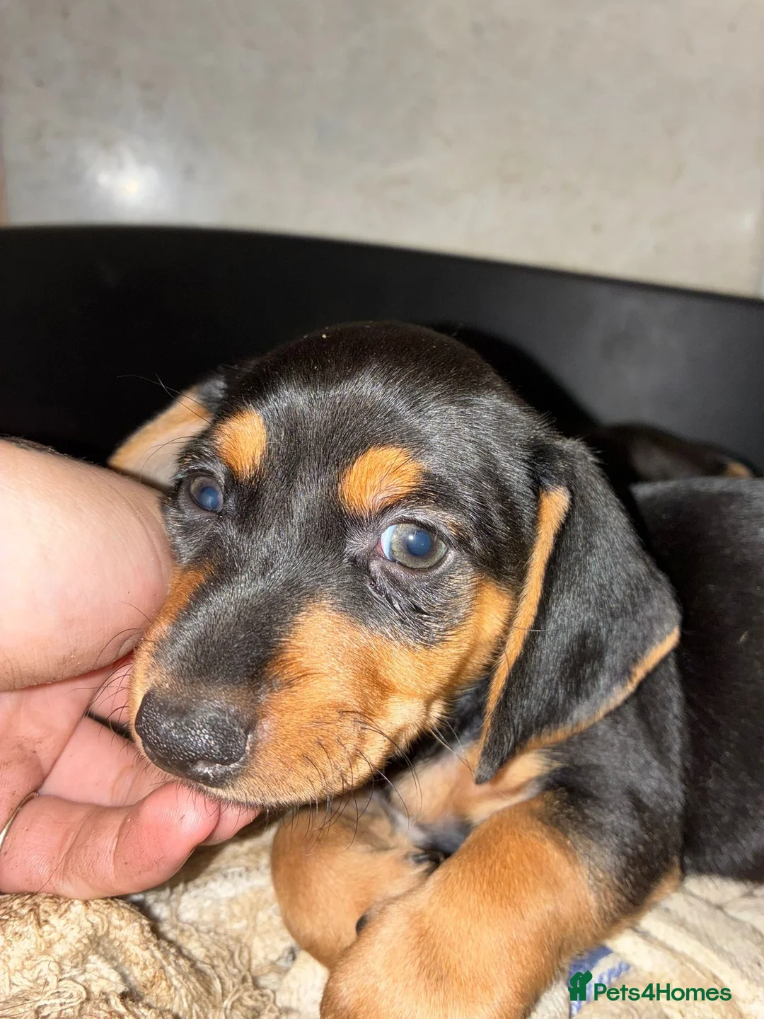 Dachshund dogs for sale: 5 beautiful puppies for sale - Advert 17