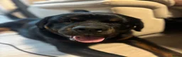 Rottweiler dogs for sale: 16 Month Old Rottweiler Boy  in Mansfield - Advert 4