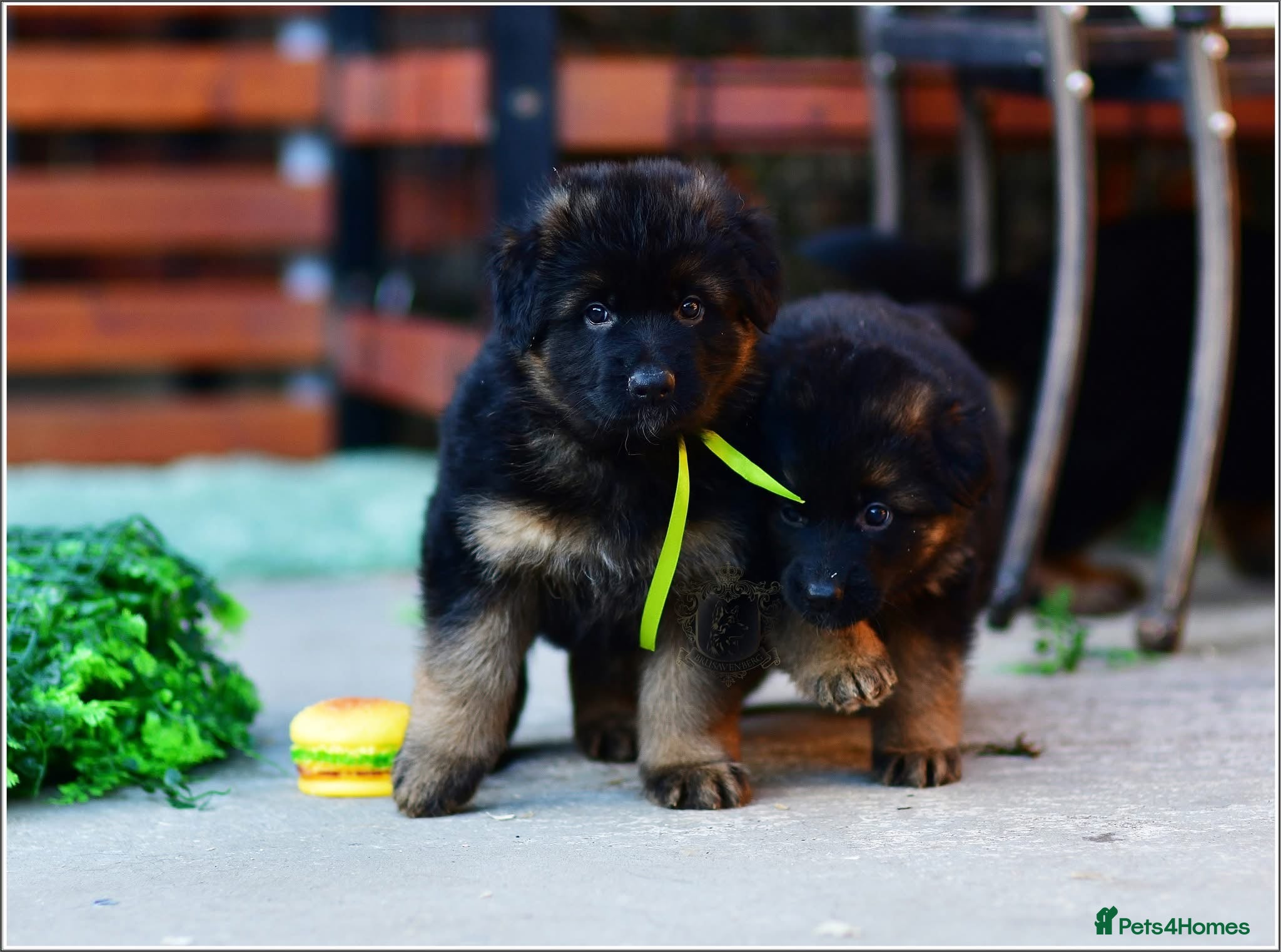 German Shepherd dogs LONGHAIRED SHOW TYPE GSD PUPPIES - Advert 14
