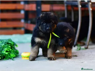 German Shepherd dogs LONGHAIRED SHOW TYPE GSD PUPPIES - Advert 14