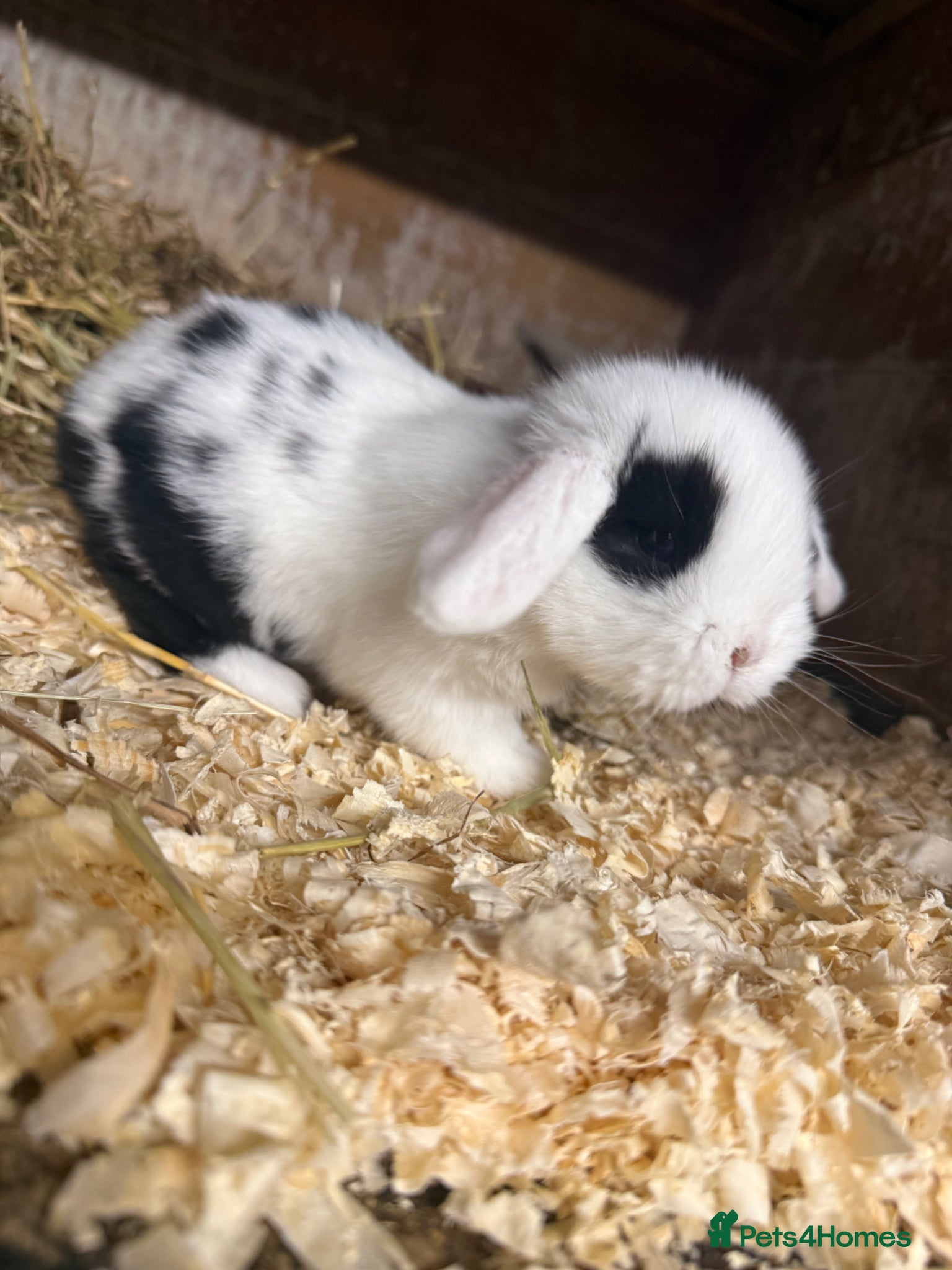 Mini Lop rabbits Mini lop - Advert 2