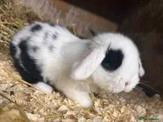 Mini Lop rabbits Mini lop - Advert 8