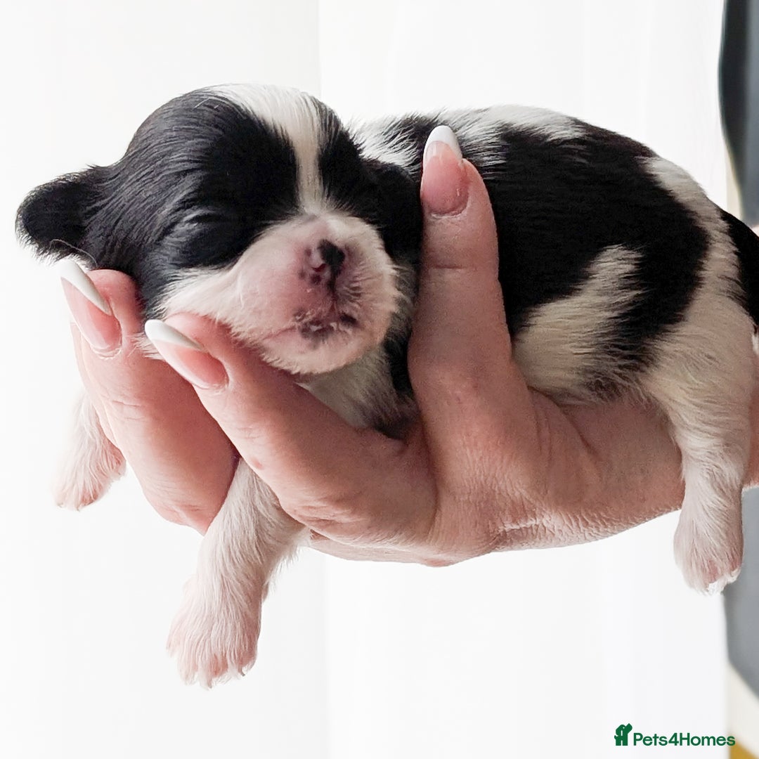 Shih Tzu dogs for sale: KC reg puppies LAST GIRL LEFT  - Advert 7