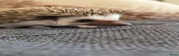 Pygmy Hedgehog rodents for sale: Little girl ready to move from June - Advert 6