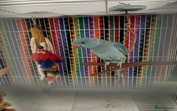 Ringnecks birds for sale: Ringneck - Image 2