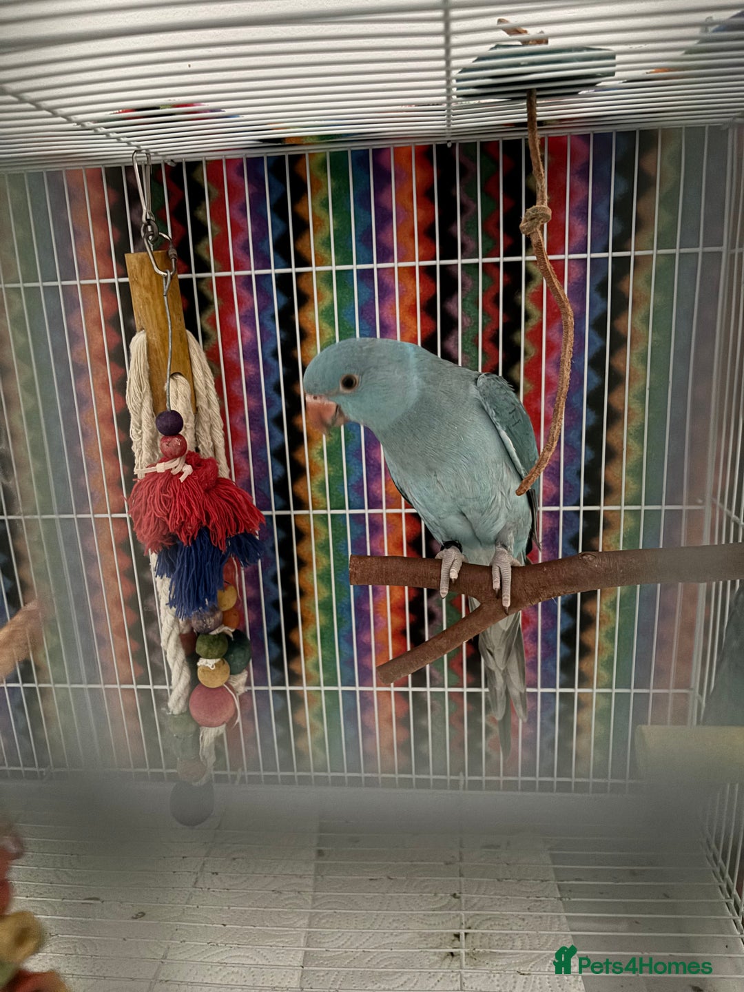 Ringnecks birds for sale: Ringneck - Image 2