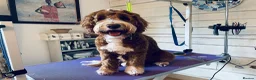 Double Doodle dogs for stud: Australian Labradoodle x Double Doodle - Advert 2