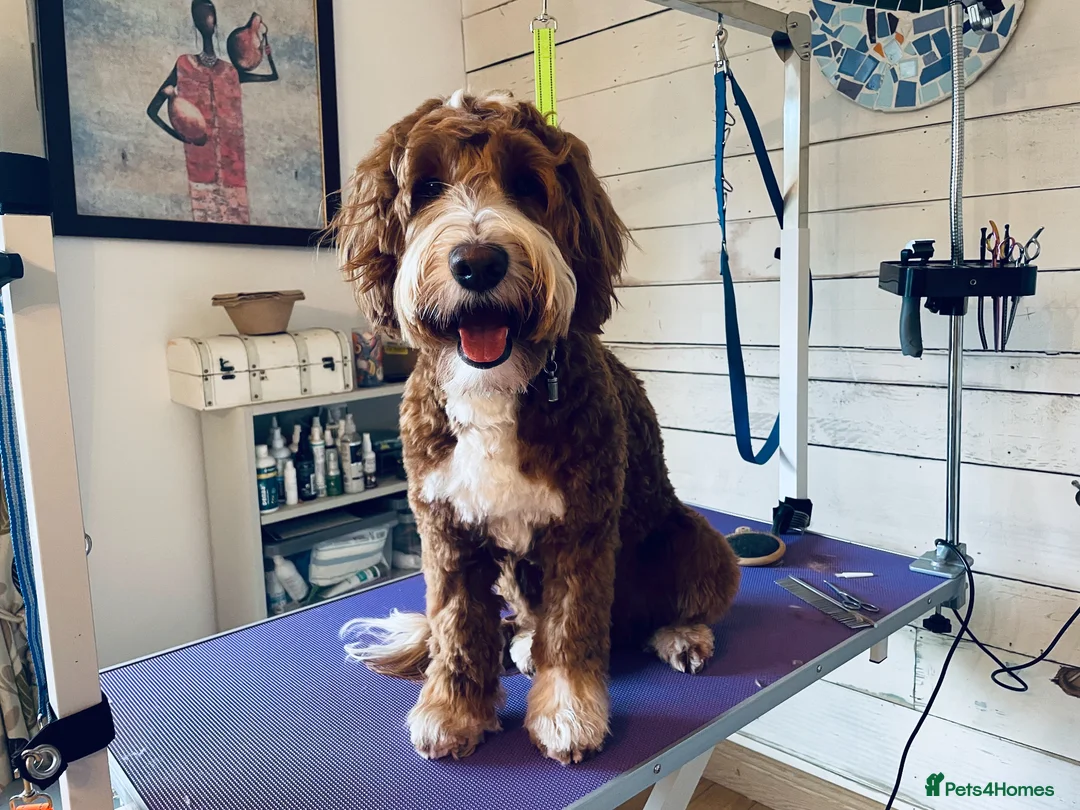 Double Doodle dogs for stud: Australian Labradoodle x Double Doodle - Advert 2