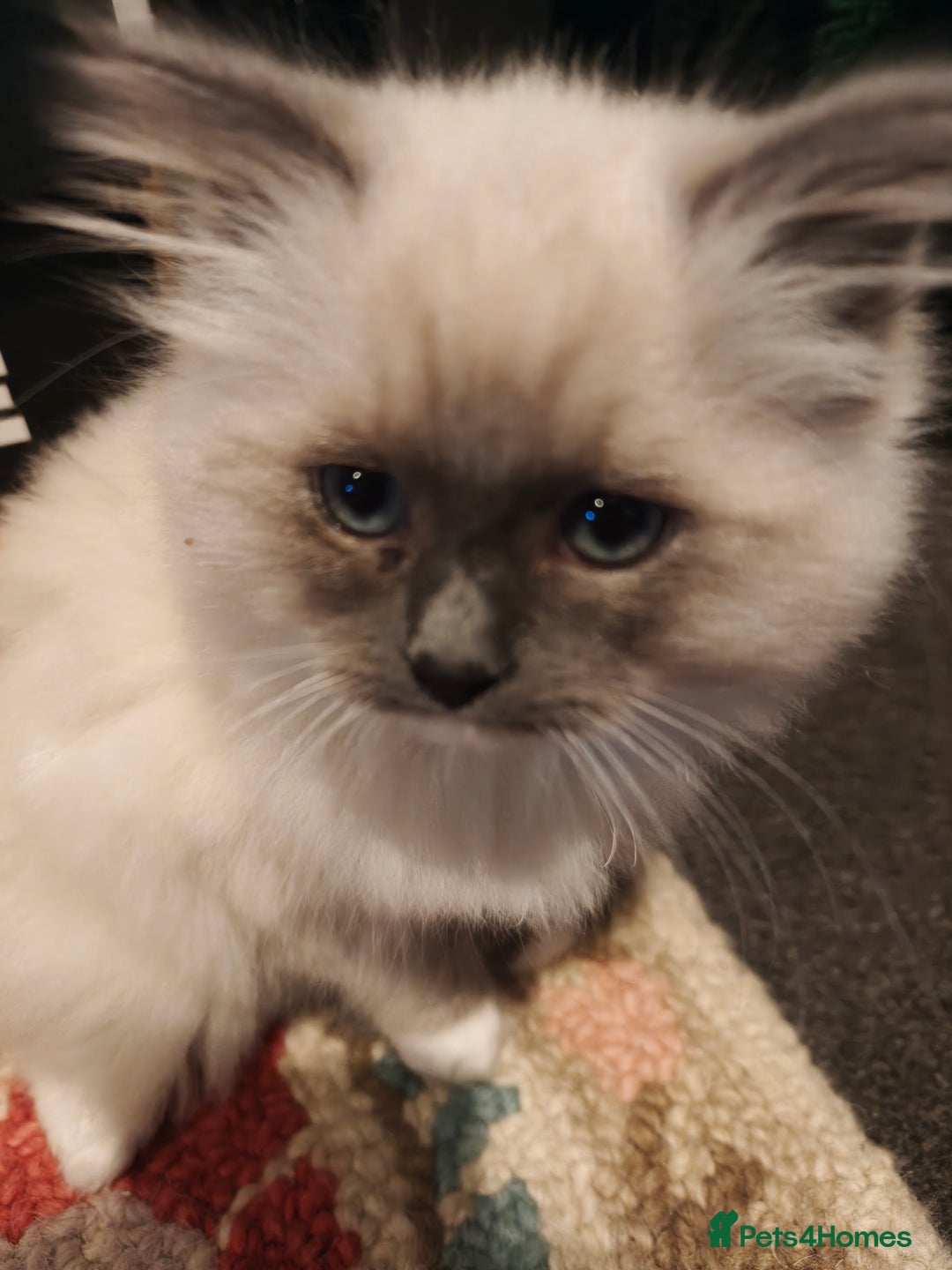 Ragdoll cats for sale: Ragdoll kitten  - Advert 2