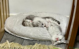Mixed Breed cats for sale: Scottish fold X - Image 7