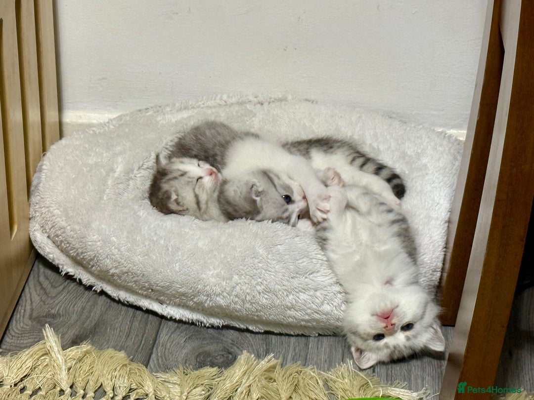 Mixed Breed cats for sale: Scottish fold X - Image 7