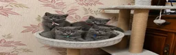 British Shorthair cats for sale: Blue British Shorthair kittens  - Advert 13
