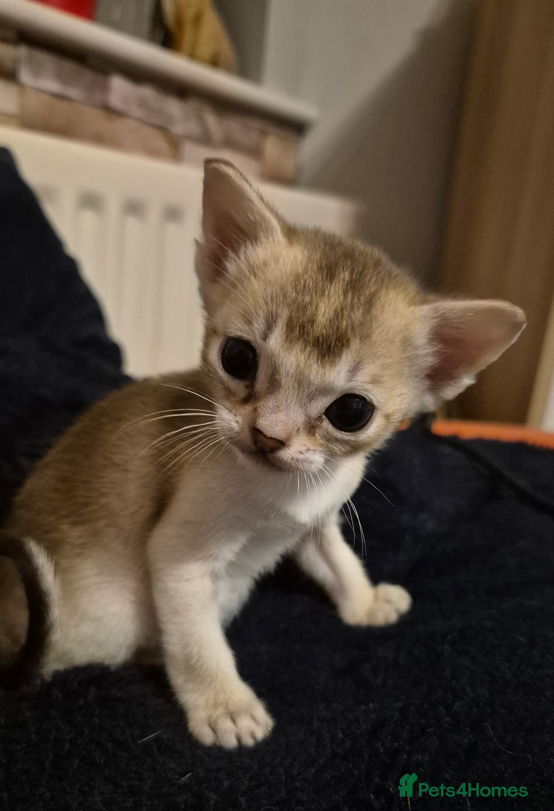 Singapura cats for sale: ⚜️TICA registered Singapura kittens  - Advert 16