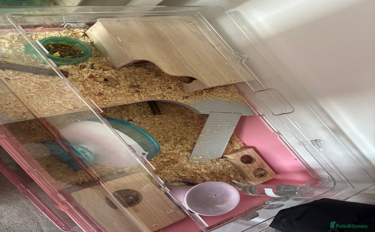 Hamster rodents - Advert 1