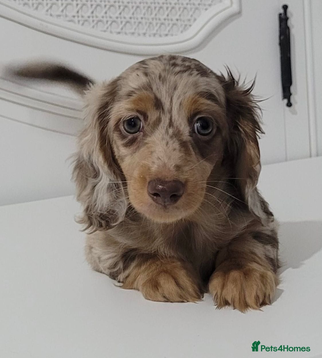 Miniature Dachshund dogs Miniature Dachshund  - Advert 10