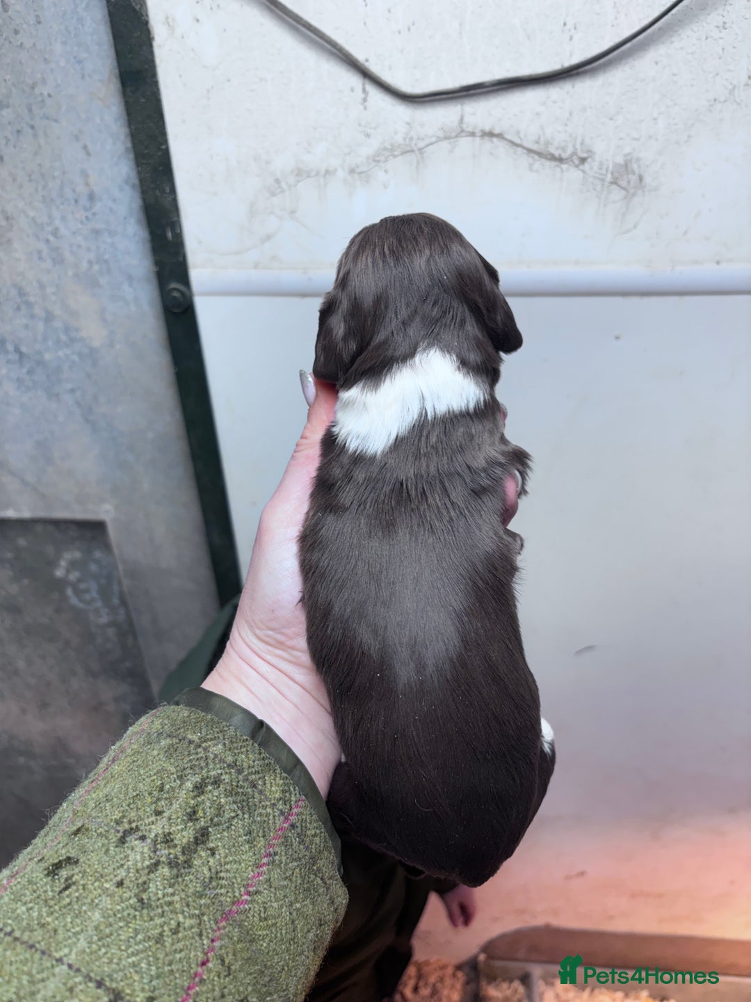 English Springer Spaniel dogs for sale: Springer spaniel Puppies  - Advert 6