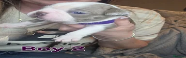 Boston Terrier 2