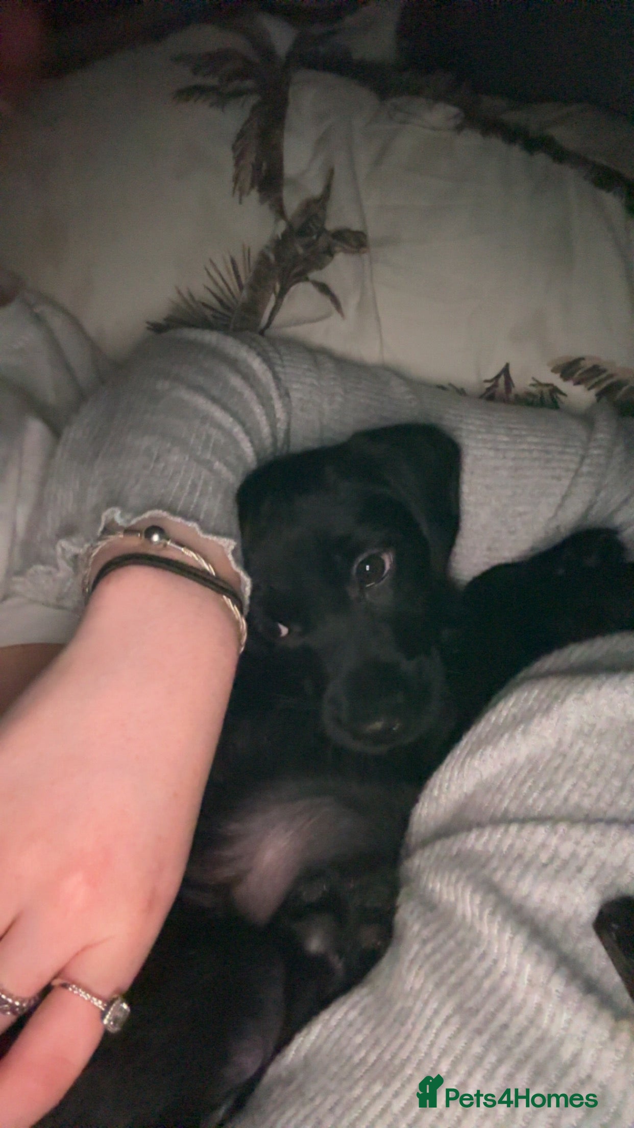 Mixed Breed dogs Gorgeous border terrier X - Advert 2