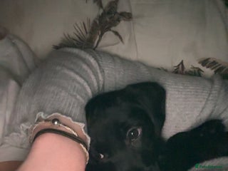 Mixed Breed dogs Gorgeous border terrier X - Advert 2