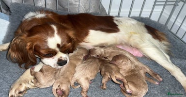 Cavapoo dogs - Advert 5