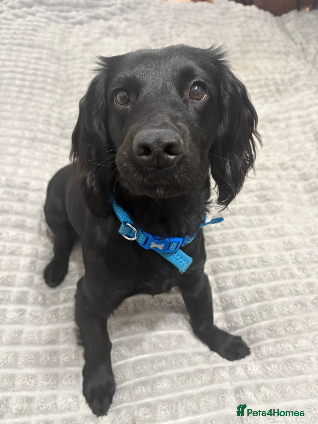 Cocker Spaniel dogs for sale: Beautiful working cocker spaniel - Advert 3