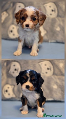 Cavalier King Charles Spaniel dogs - Advert 2