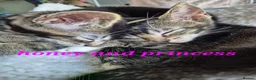 Mixed Breed cats for sale: Beautiful loved , healthy kitten's  - Advert 4