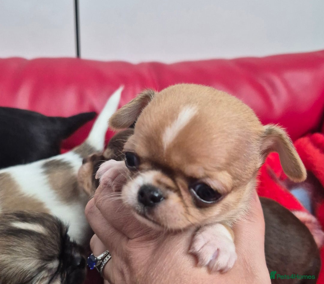 Chihuahua dogs for sale: KC registered Chihuahua puppies  - Advert 17