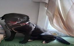 Mixed Breed dogs for sale: Loving Labrador cross for forever home  - Image 4