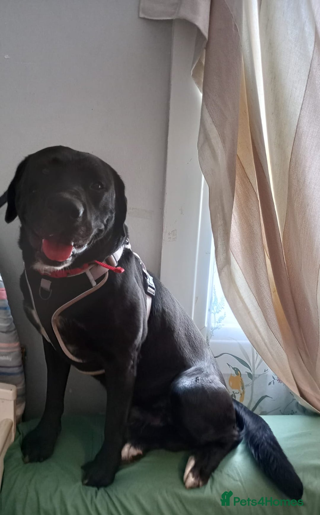 Mixed Breed dogs for sale: Loving Labrador cross for forever home  - Image 4