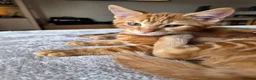 Mixed Breed cats for sale: 3 male ginger kittens ready for rehoming in Kidderminster - Advert 6