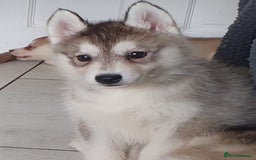 Siberian Husky dogs for sale: KC litter 5* rating by buyers REDUCED  - Image 11
