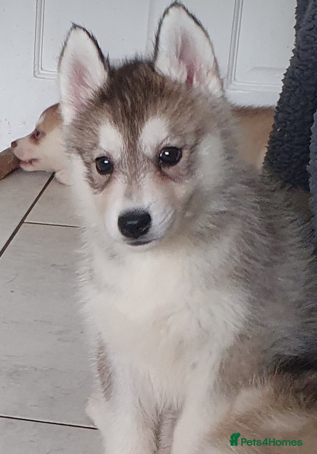 Siberian Husky dogs for sale: KC litter 5* rating by buyers REDUCED  - Image 11