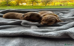 Cocker Spaniel dogs for sale: ✨ Cuddles Await from our Cocker Spaniel Pups  - Image 17