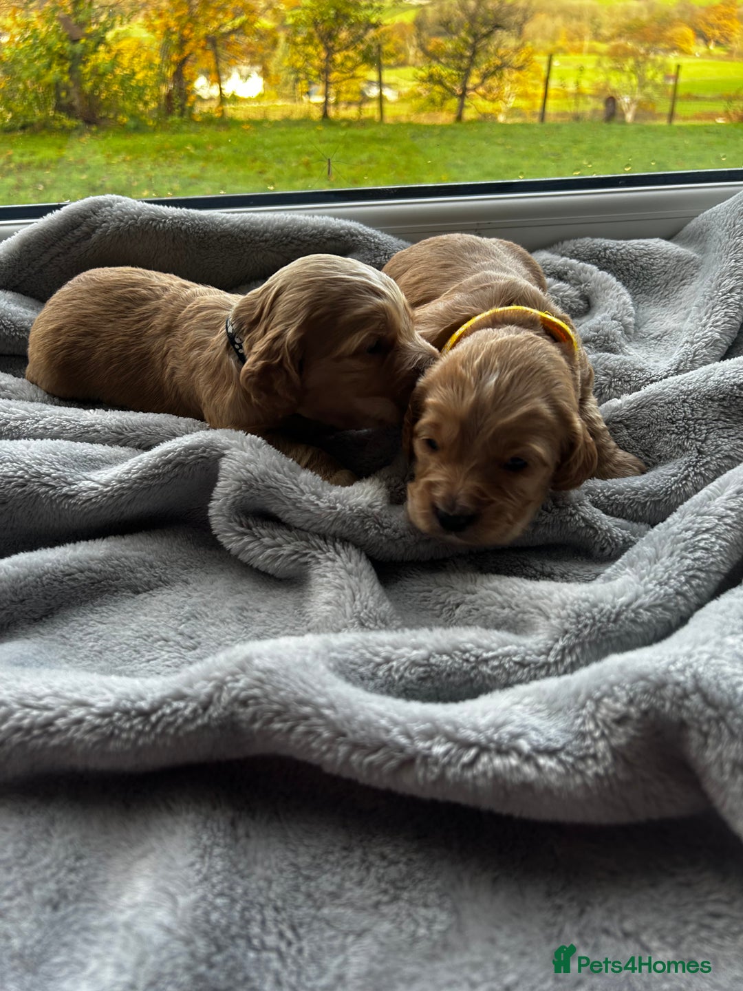 Cocker Spaniel dogs for sale: ✨ Cuddles Await from our Cocker Spaniel Pups  - Image 17