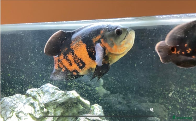 Cichlids fish - Advert 4