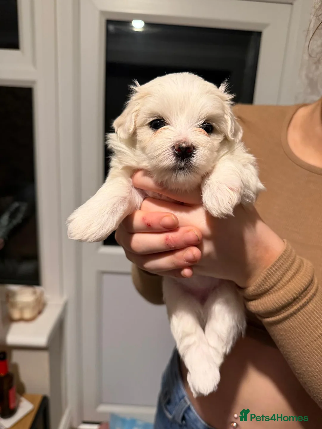 Maltese dogs for sale: Maltese babies - Advert 30